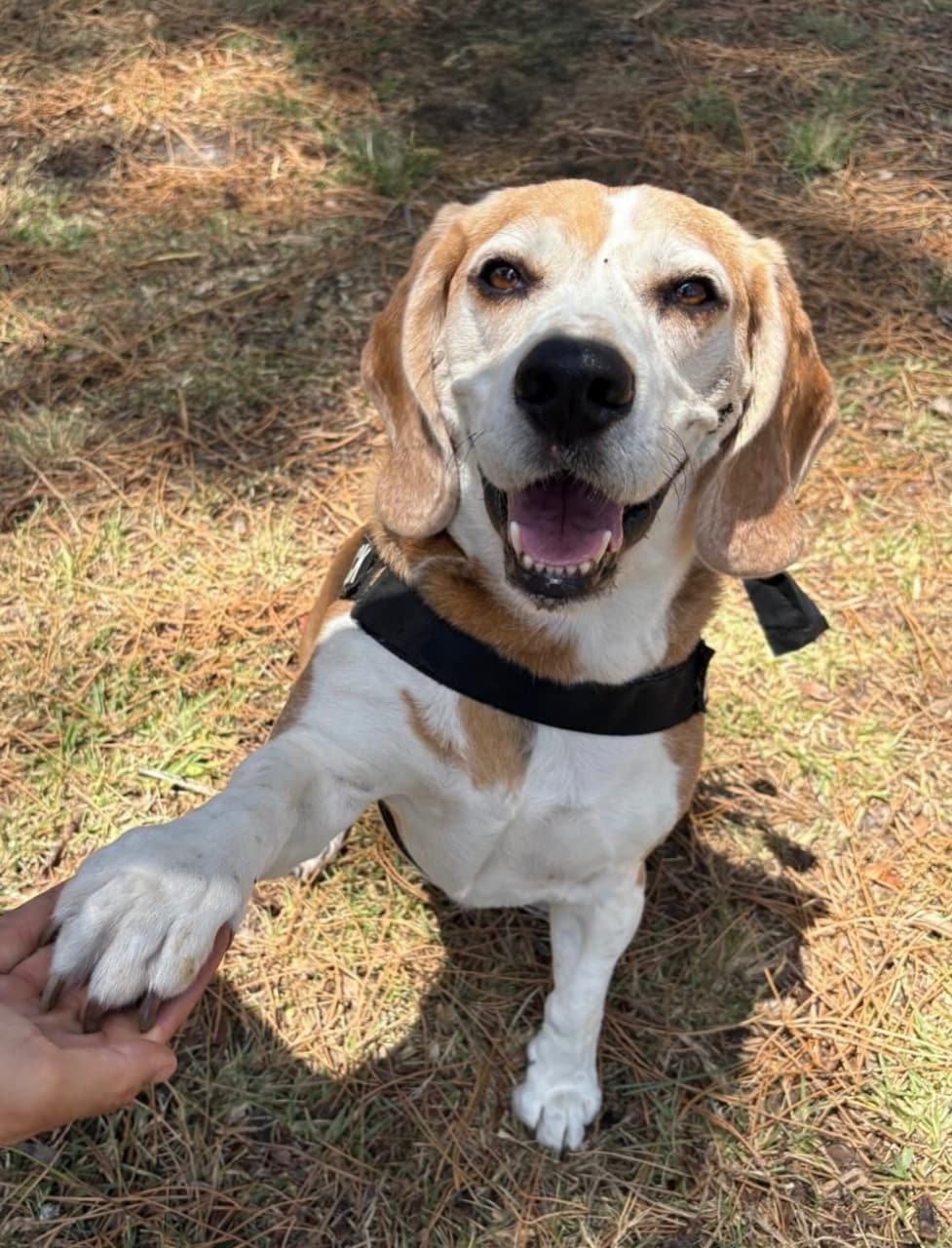 A happy beagle giving its paw on a walk