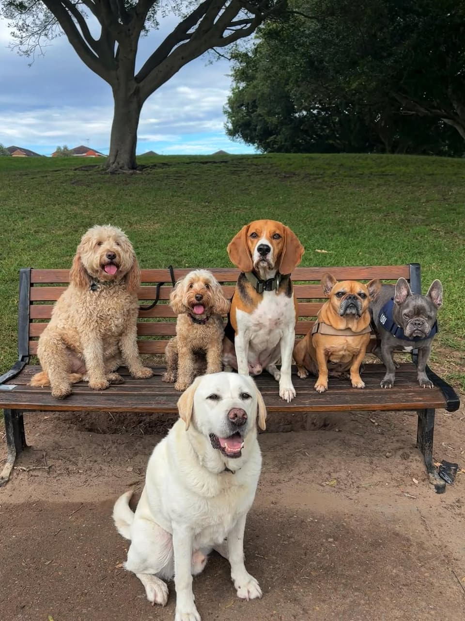 A pack of dogs lined up on a park bench with a labrador in front
