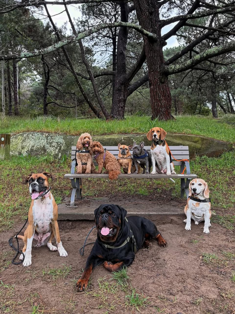 A larger group of dogs together in the bush