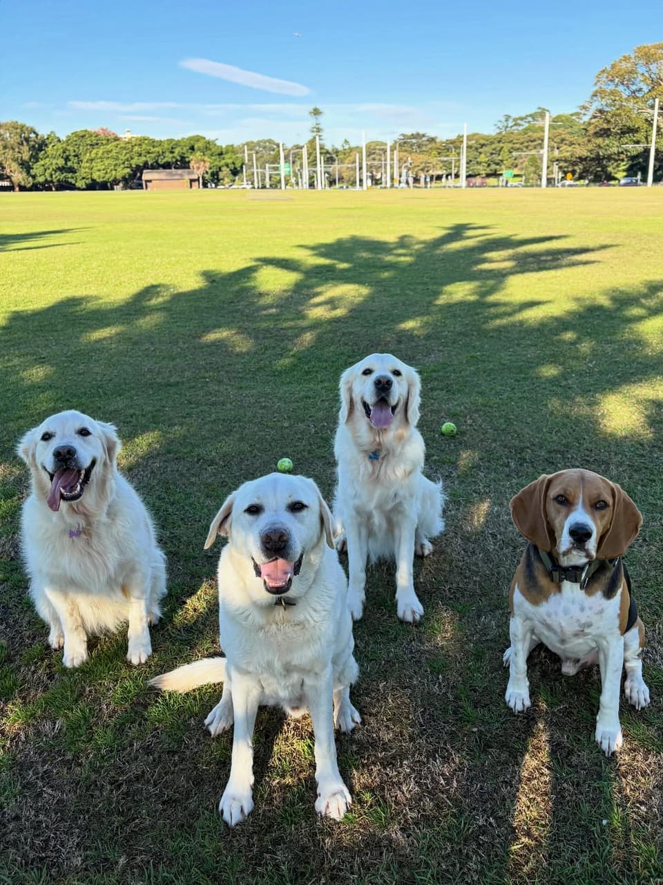 Dogs resting and playing with tennis balls on a sunny field