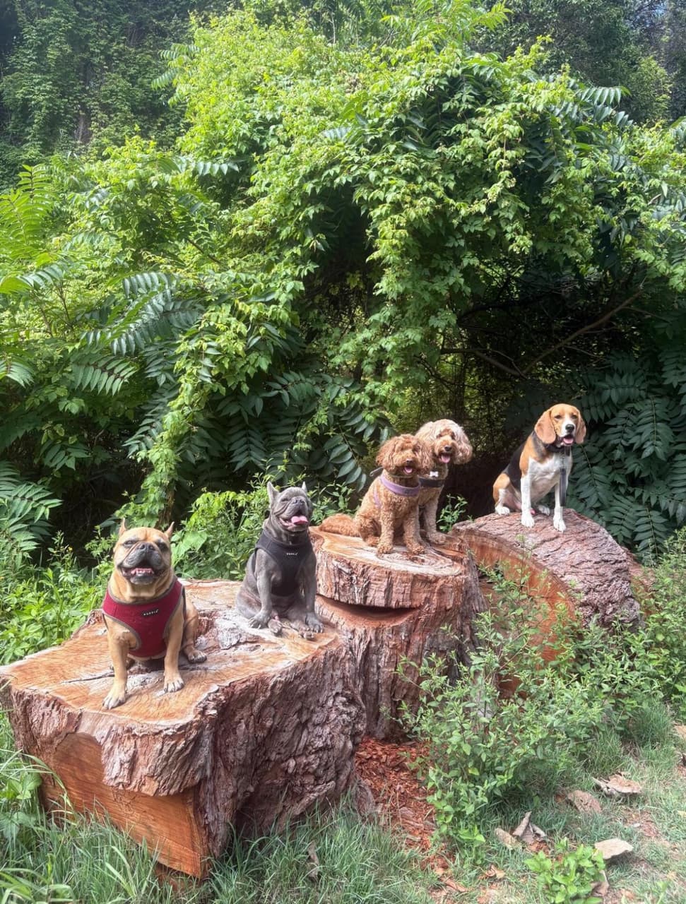Dogs posing on tree stumps in green bushland