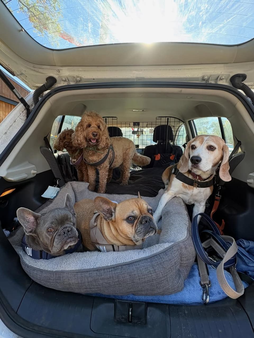 Dogs settled safely in the back of the car for a transport run